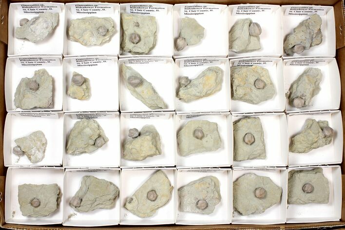 Lot: Blastoid Fossils On Shale From Illinois - Pieces #134138
